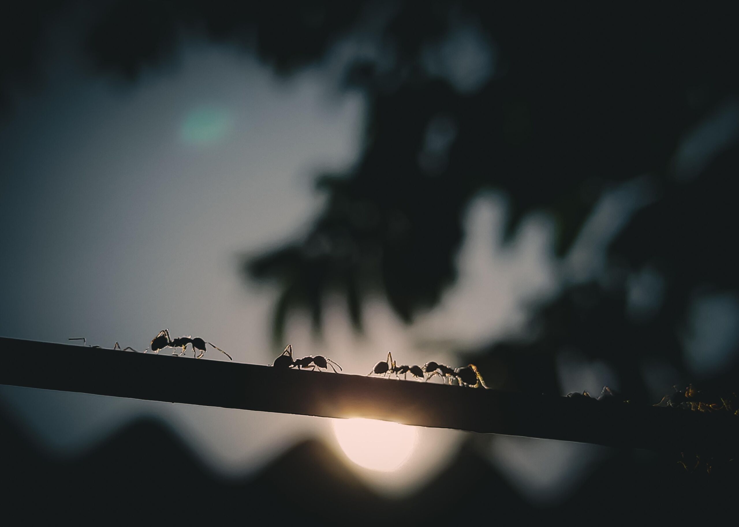 Unsplash/Prabir Kashyap