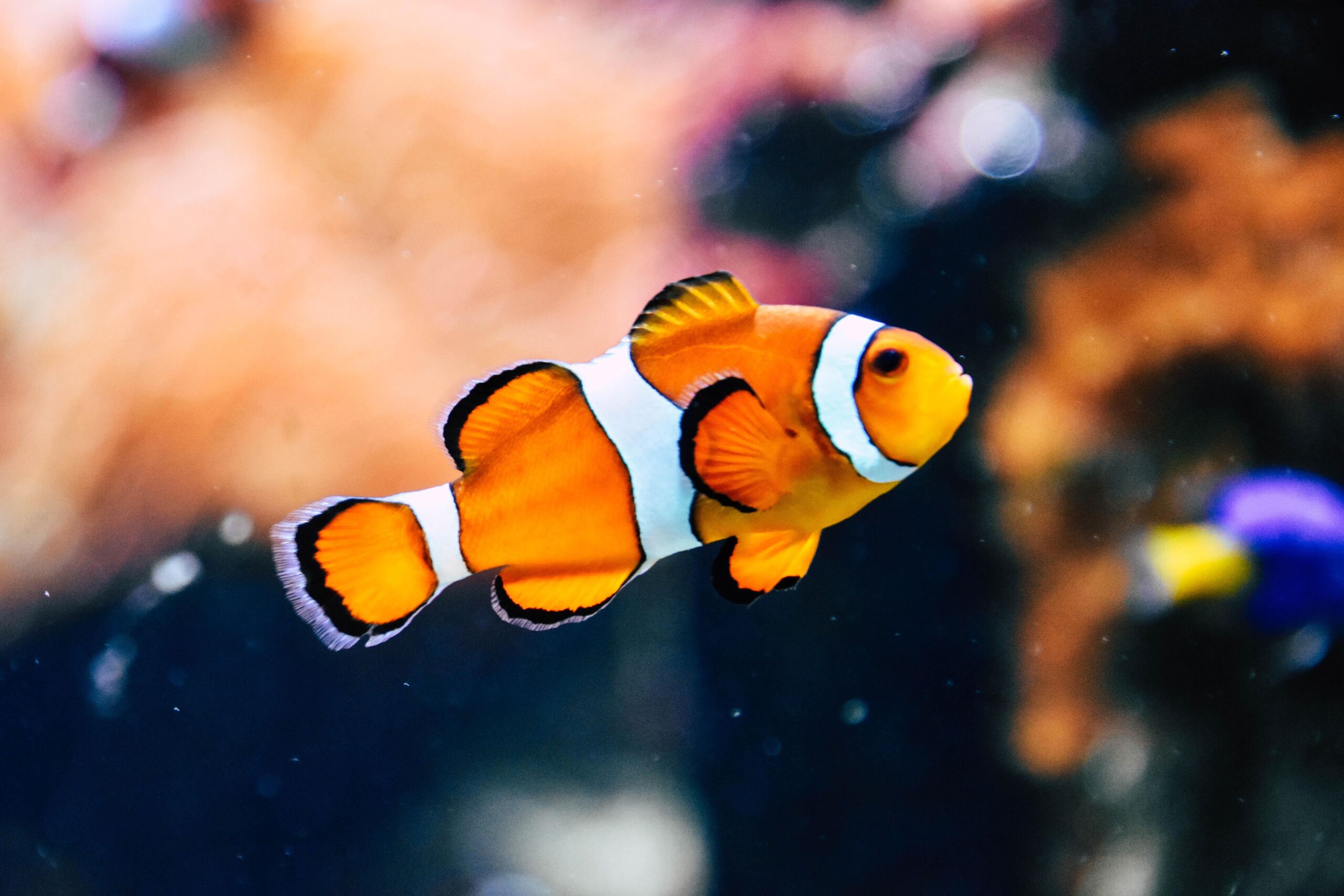 Rachel Hisko/Unsplash