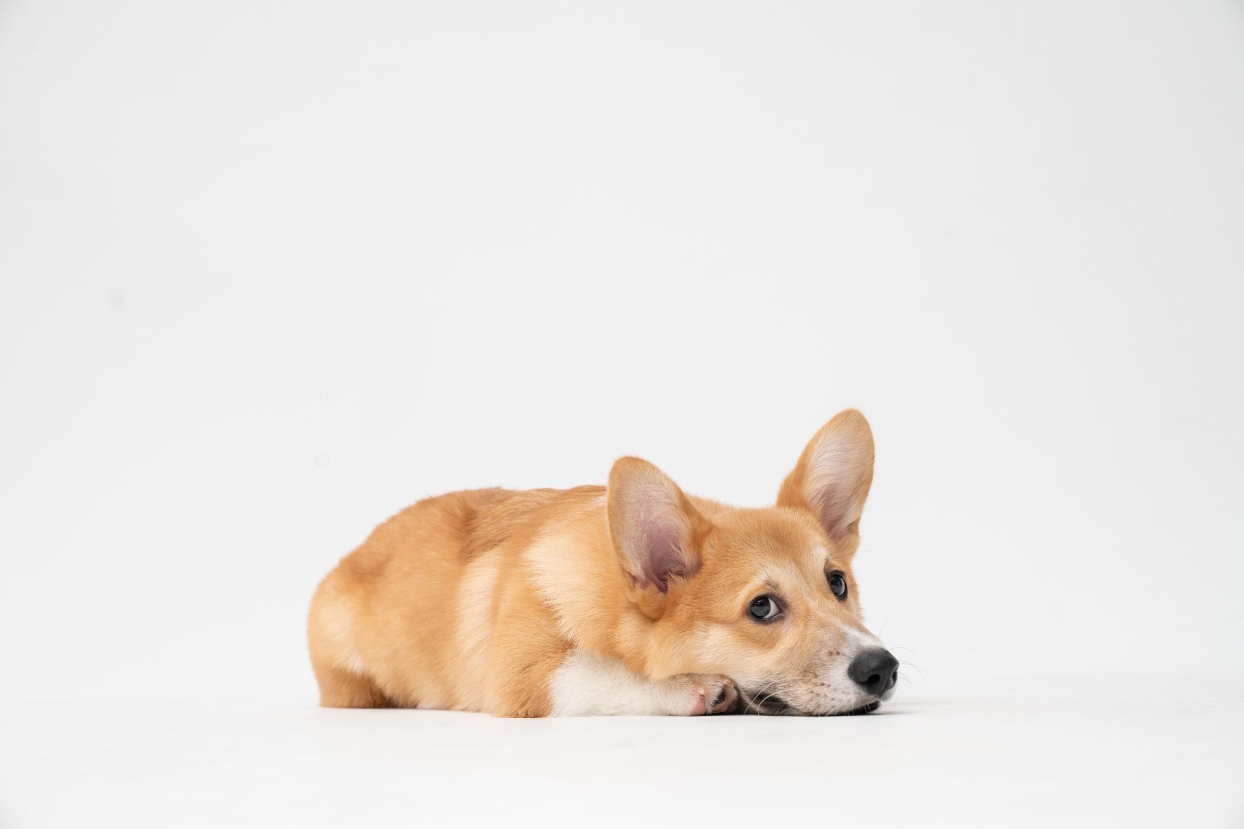 Unsplash/fatty corgi