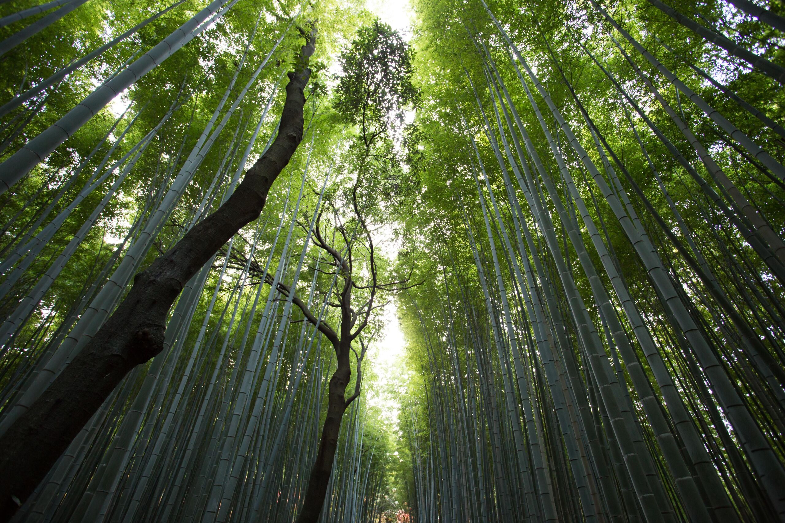 Unsplash/Jason Ortego