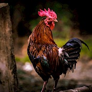 Kazi Faiz Ahmed Jeem/Unsplash