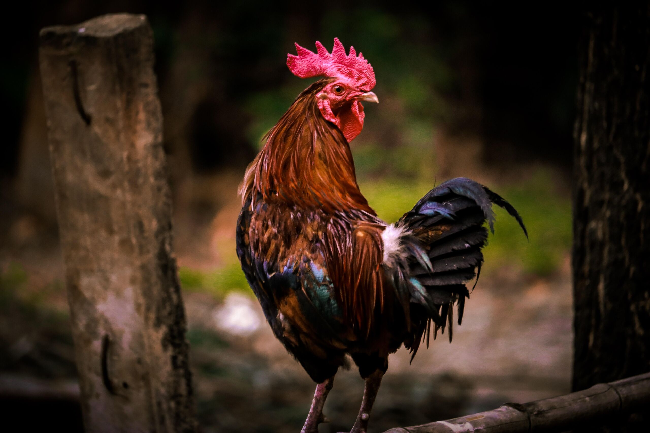 Kazi Faiz Ahmed Jeem/Unsplash