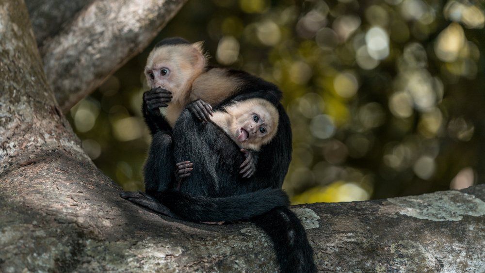 Fotó: Margus Vilbas/Shutterstock