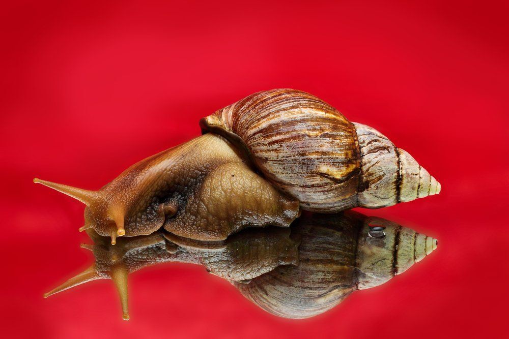 Fotó: Tatiana Vasilchenko/Shutterstock