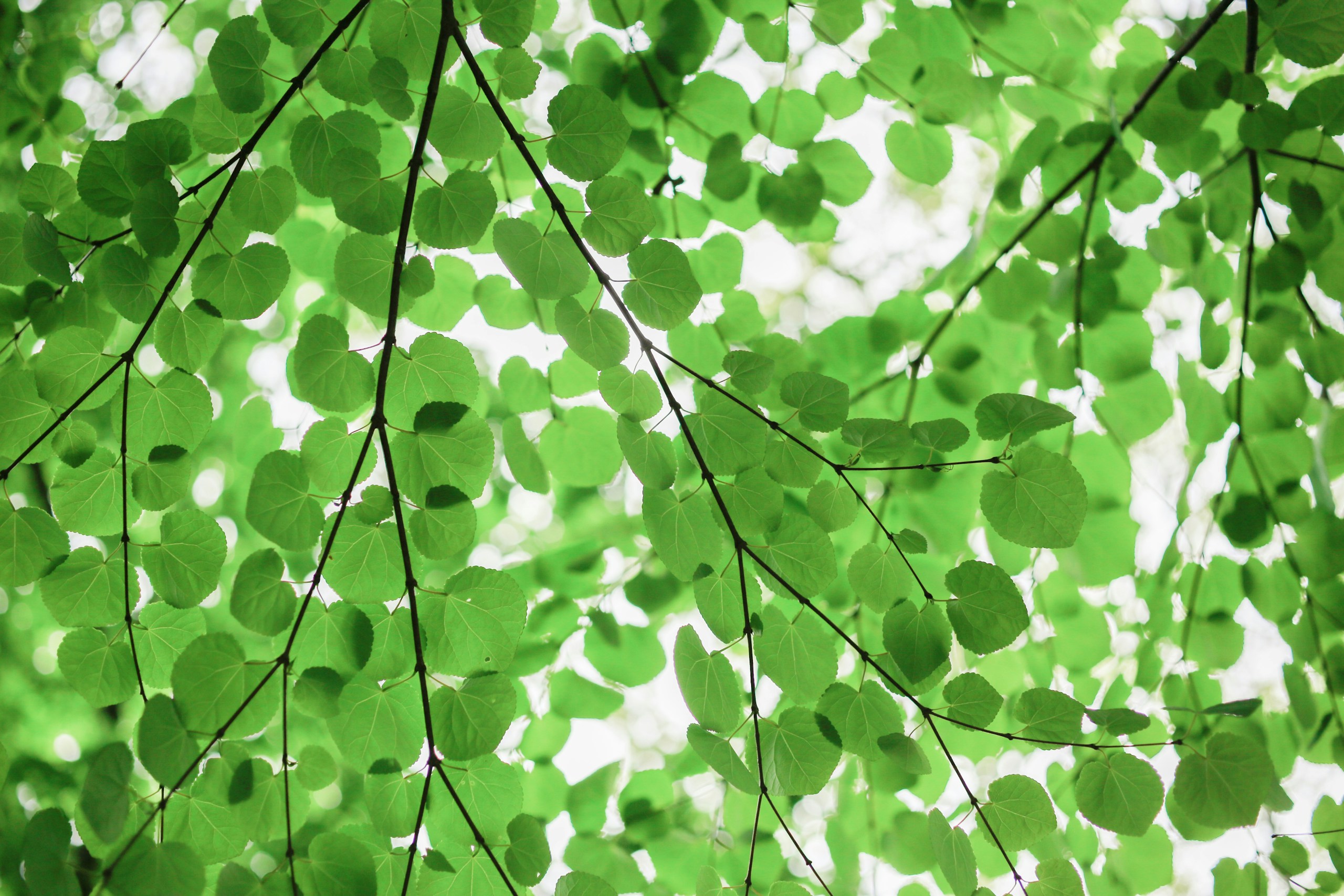 Kumiko SHIMIZU/Unsplash