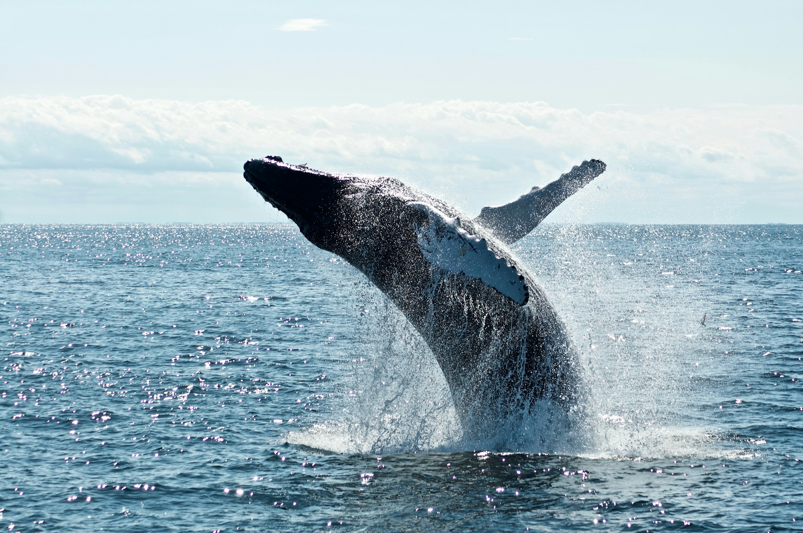 Todd Cravens/Unsplash