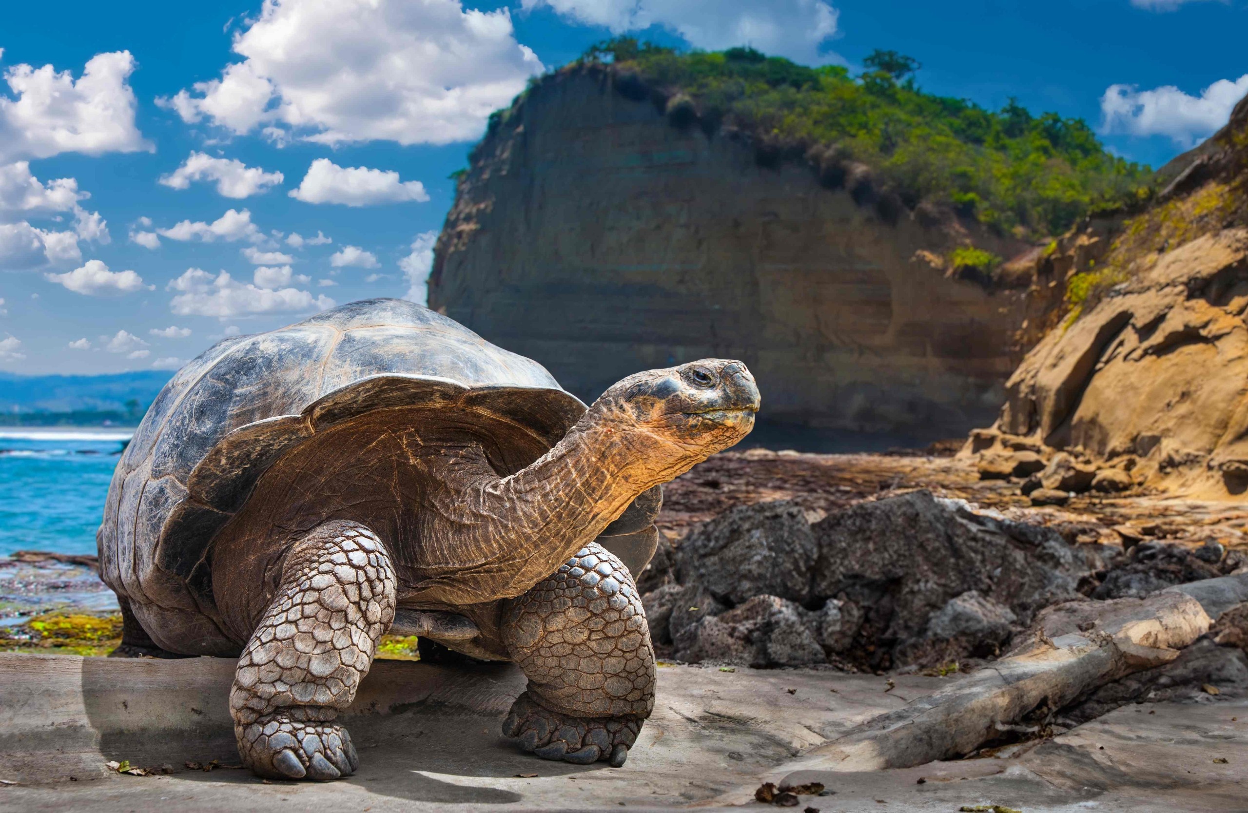 FOTOGRIN/Shutterstock.com