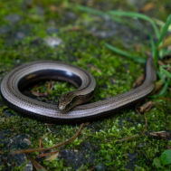 Alba Casals Mitja/Shutterstock