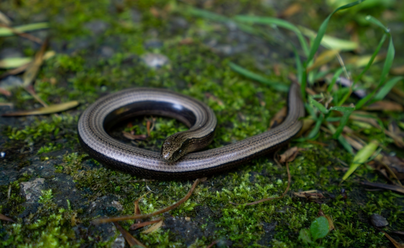 Alba Casals Mitja/Shutterstock