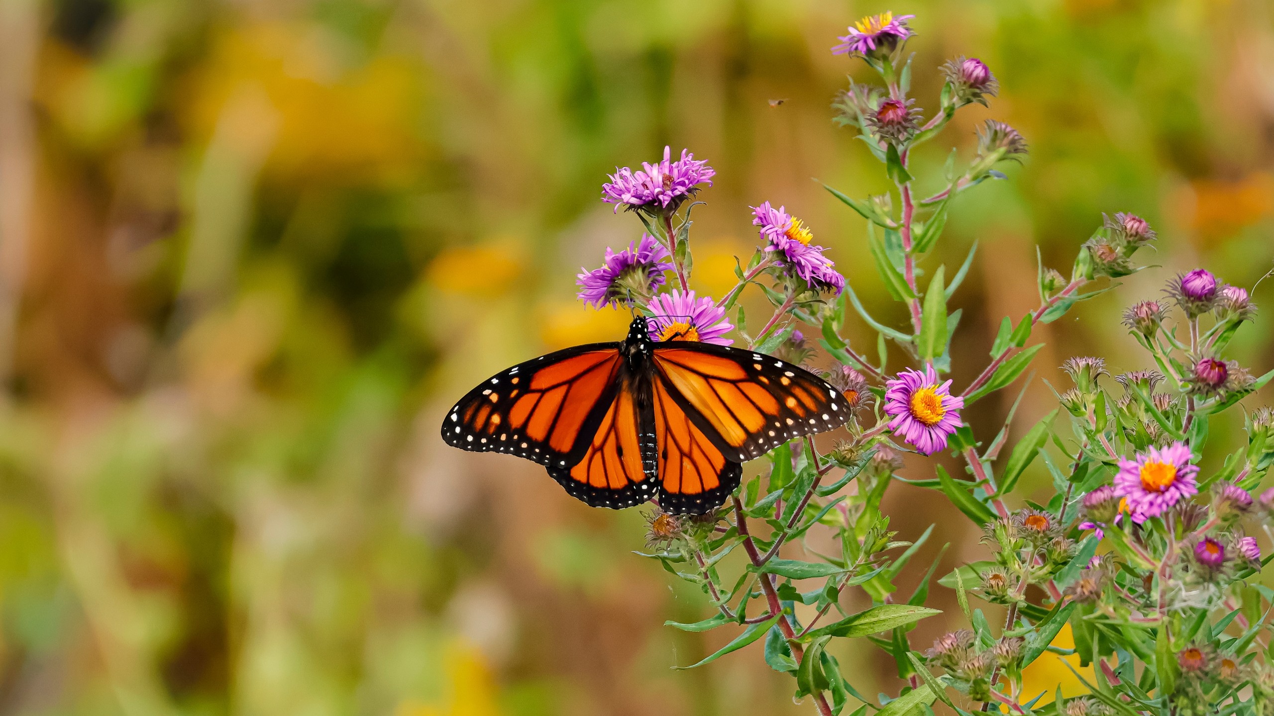 Shubh_D/Shutterstock