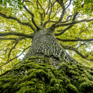 Emvat Mosakovskis/Shutterstock