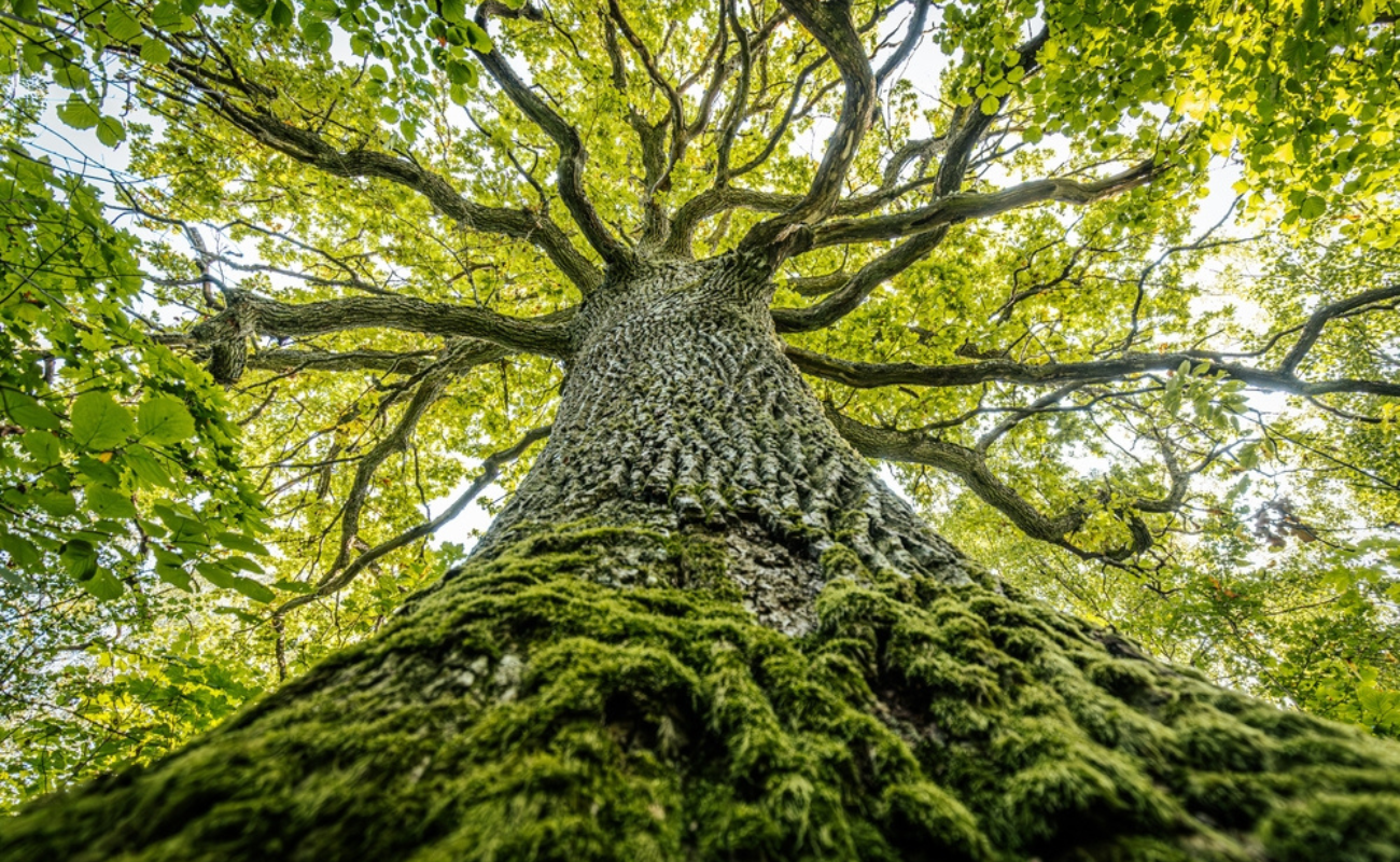 Emvat Mosakovskis/Shutterstock