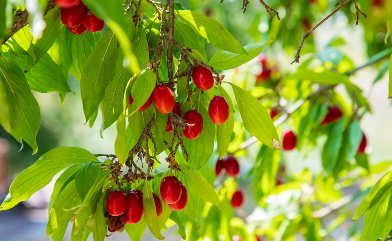 Eduard Valentinov/Shutterstock