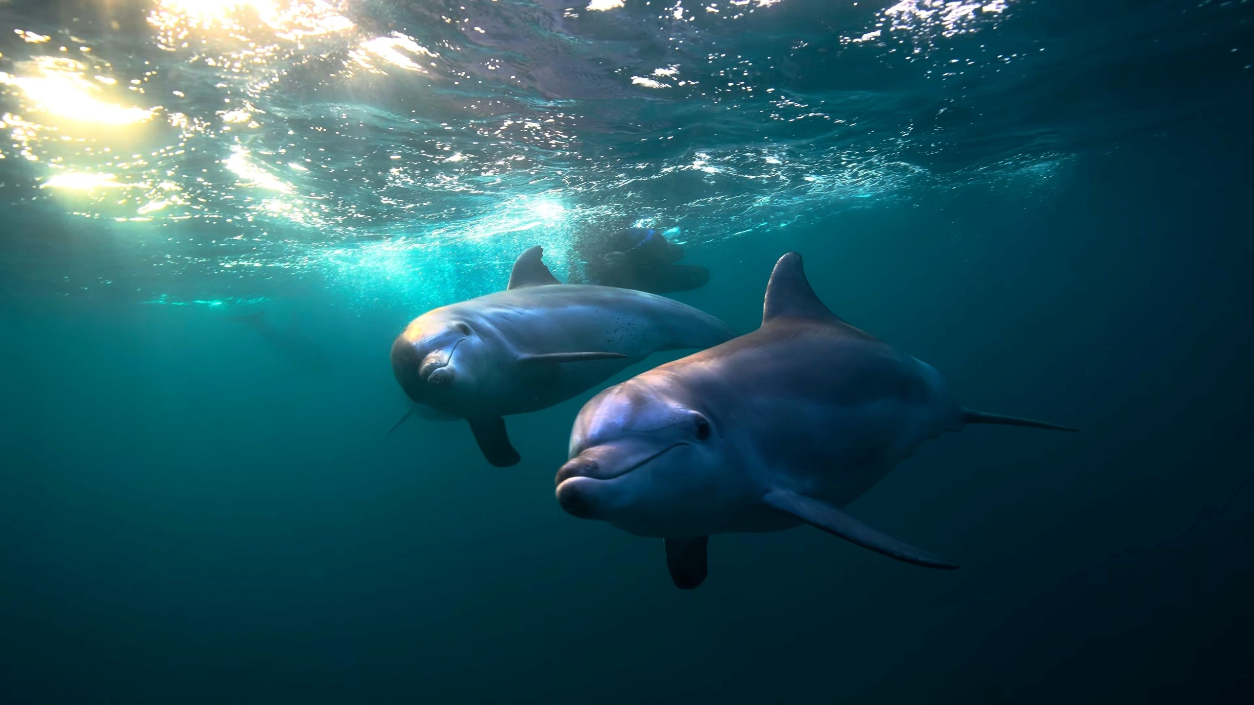Saur0n/Shutterstock