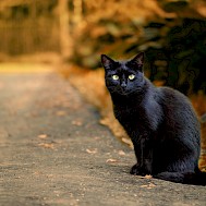 ju_see/Shutterstock