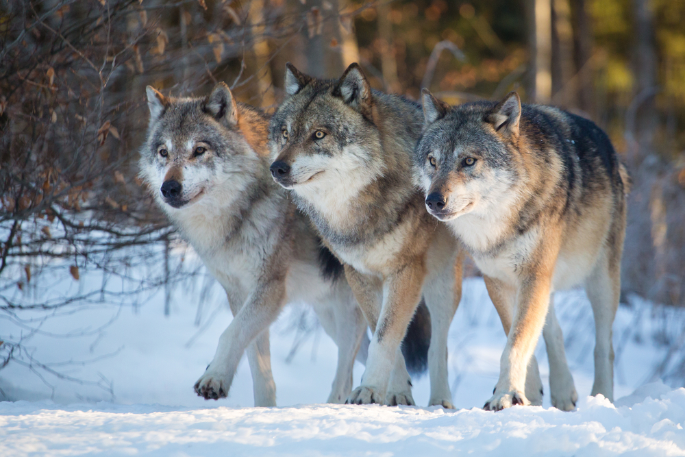 David Dirga / Shutterstock