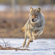 Rudmer Zwerver/Shutterstock