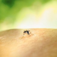 National Institute of Allergy and Infectious Diseases/Unsplash