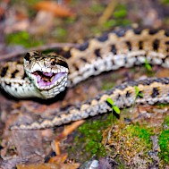 belizar/Shutterstock