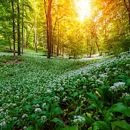 Barat Roland/Shutterstock