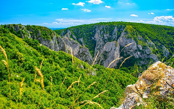 Boerescu/Shutterstock
