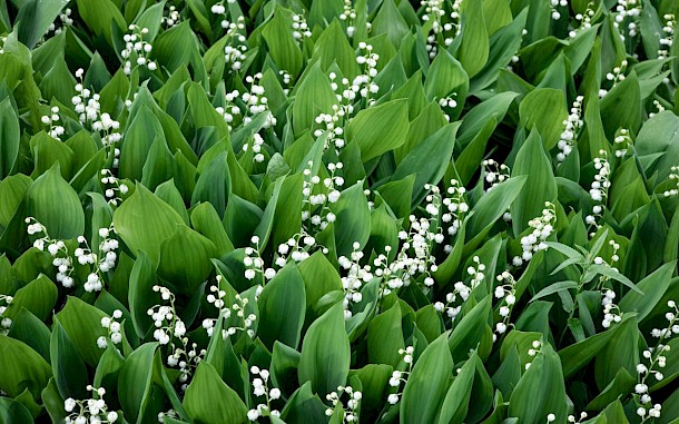 DiandraNina/Shutterstock