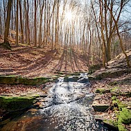 Kurka Geza Corey/Shutterstock