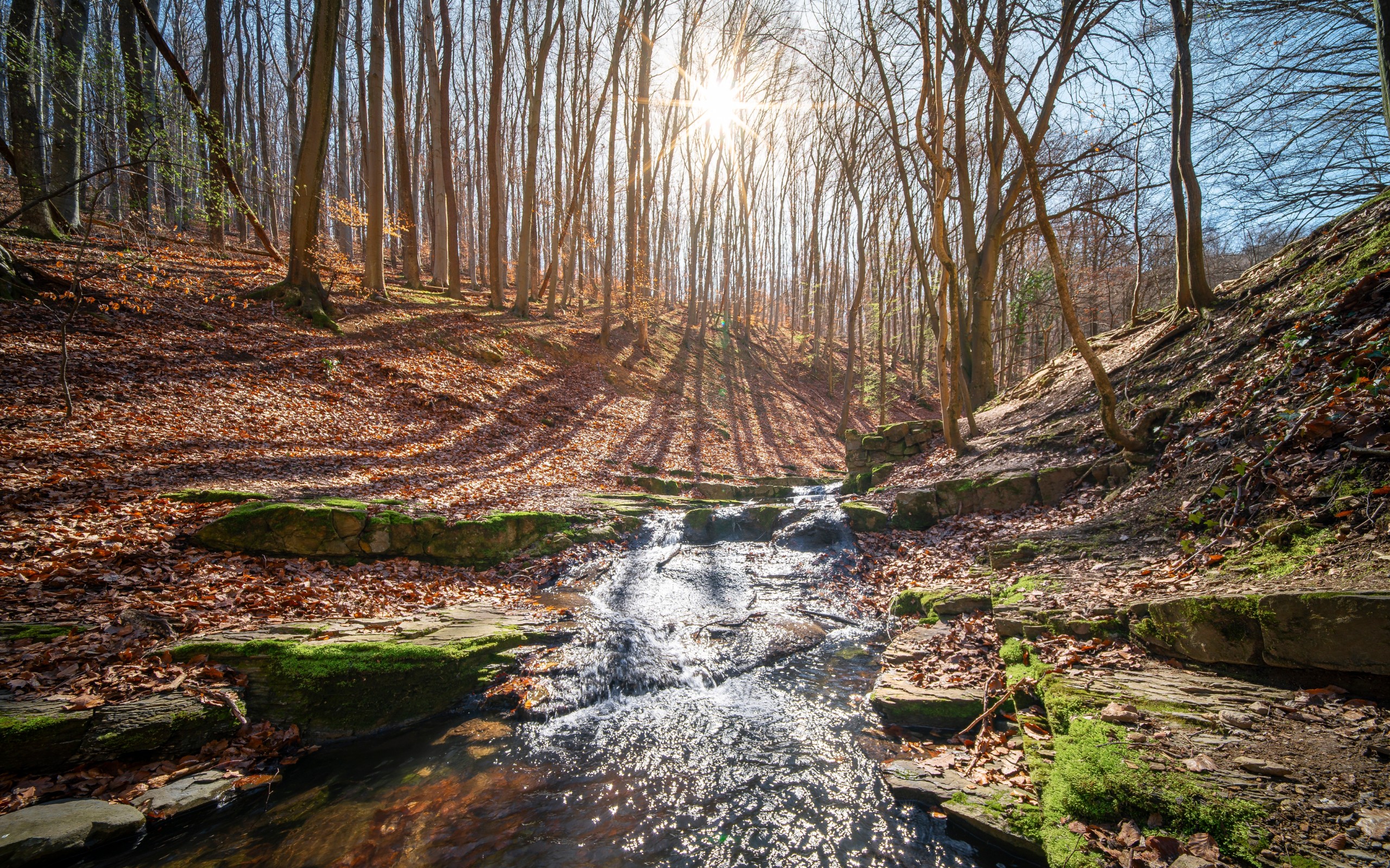 Kurka Geza Corey/Shutterstock