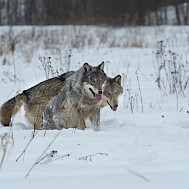 wildlife_outdoor/Shutterstock