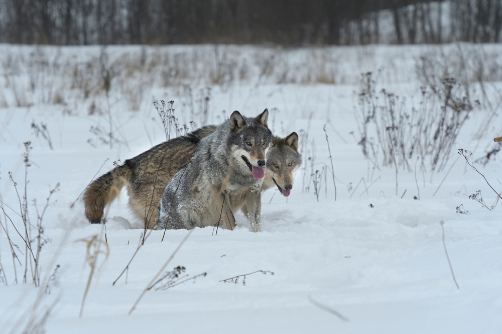 wildlife_outdoor/Shutterstock