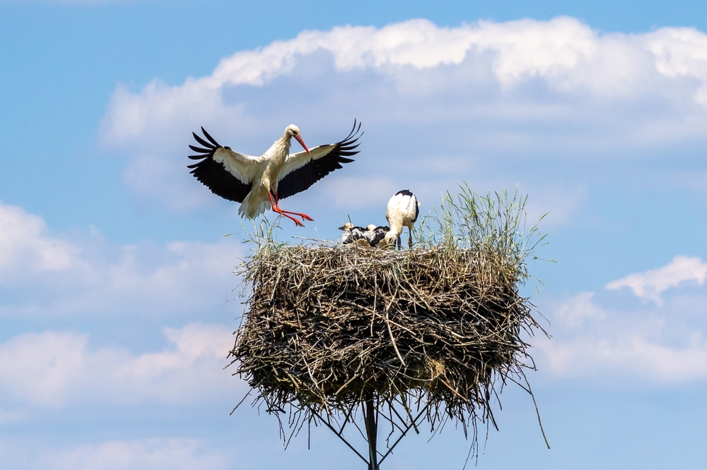 Madredus/Shutterstock