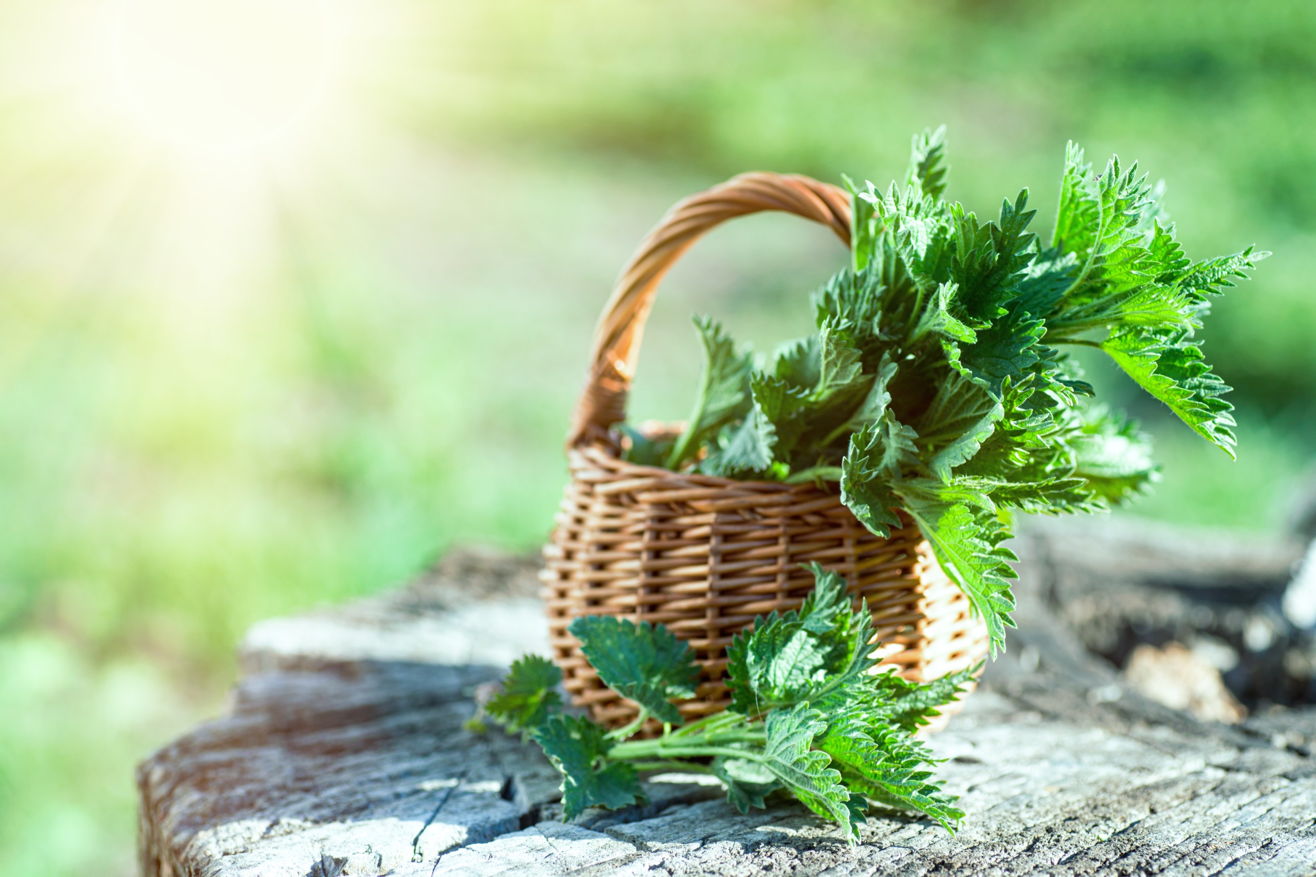 Lipatova Maryna/Shutterstock