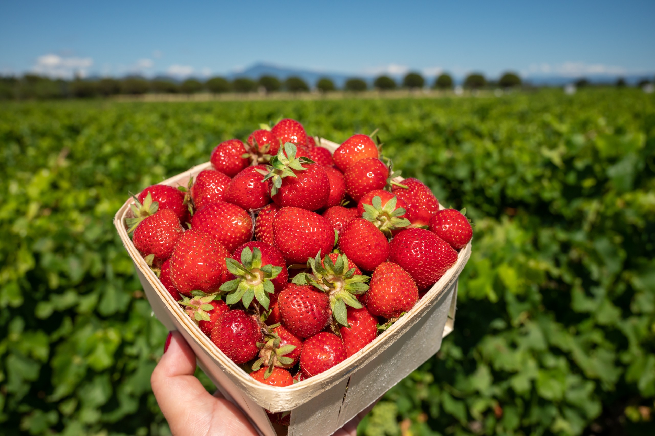 barmalini/Shutterstock