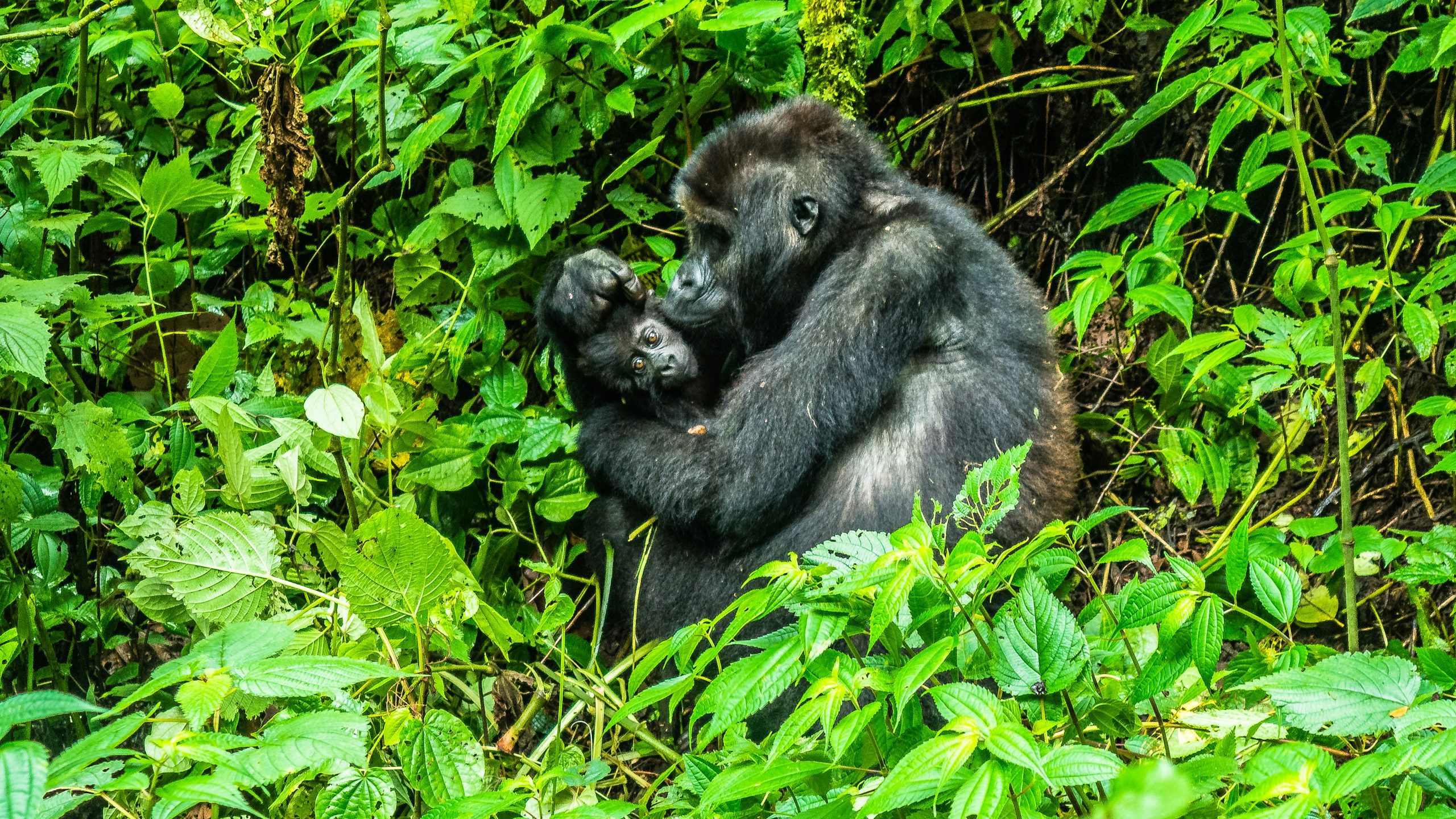 Johnny Africa/Unsplash