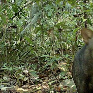 Wikimedia Commons